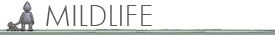 Mildlife